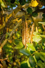 Die Früchte des Johannisbrotbaums sind braune Schoten, auch Karuben genannt. Sie besitzen einzigartige Eigenschaften.
