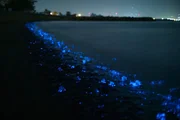 An der Toyama Bucht in Japan tauchen oft Leuchtkalmare auf, die den Strand mit ihrer Biolumineszenz zum Leuchten bringen.