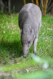 Babirusa-Schwein.