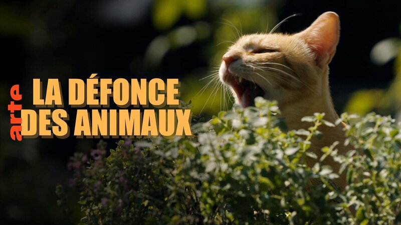 Tierisch high (F, 2025)