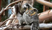 Neuer Nachwuchs bei den Titi-Krallenäffchen!