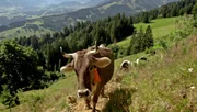 In dieser Ausgabe von "Die Sendung mit dem Elefanten" sind wir wieder auf der Alpe im Allgäu. Ganz vorne dabei: Kuh Lena.