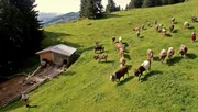 Heute begleitet "Die Sendung mit dem Elefanten" die Kuh Lena beim Abtrieb von der Alpe ins Tal.