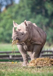 Spitzmaulnashorn.