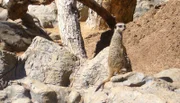 ARD/WDR PAGAGEIEN, PALMEN & CO., "Schlaue Erdmännchen?" Wie schlau sind wohl Erdmännchen? Dieser Frage will Biologe Rafael heute nachgehen. Mit Futterwippe und einer großen Portion Mehlwürmer macht er sich auf den Weg ins Erdmännchen-Gehege.