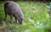 North Sulawesi babirusa