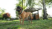 Die südafrikanischen Hütehunde Lenny und Carlo bei Familie Bartelt.