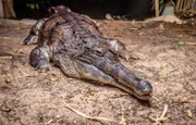 Krokodil Frank.