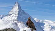 Ein Steinadler sitzt vor einem der imposantesten Berge der Alpen: dem Matterhorn
