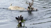 Es warten diverse Lerneinheiten auf die beiden Rentierbabys - los geht's mit Schwimmen!