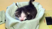 Im Tierheim Nürnberg gibt es aktuell gleich zwei Katzenwürfe. Dank der liebevollen Betreuung durch die Tierpfleger, inklusive ausgiebiger Streicheleinheiten, hatten die Kleinen zwar einen guten Start ins Leben.