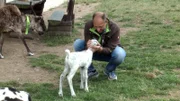 Stefan Persch mit Rentierbaby "Lou".