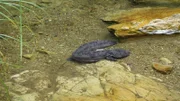Der glitschige Riesensalamander 1