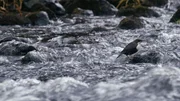 Eine Wasseramsel auf Nahrungssuche in der Akerselva – ein ungewöhnlicher Flussbewohner mitten im urbanen Oslo.