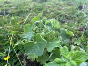 Nahaufnahme Frauenkraut auf der Wiese