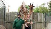 MDR FERNSEHEN DER JOBTESTER, "Dr. Emkus als Tierpfleger", am Samstag (23.08.25) um 19:50 Uhr. Personen im Bild: Dr. Emkus (Markus Hanschke) und Tierpflegerin Kyra Zill (und die Giraffen Diko, Tessa und Gaia) Ort: Giraffengehege im Zoo Dresden