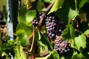 Der September ist für viele moldawische Familien die Zeit der Weinlese. Das Besondere daran: Die Trauben wachsen mitten in der Stadt.