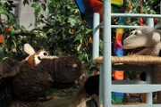 Der Drachen von Wolle und Pferd ist hoch oben im Baum hängengeblieben. Die beiden versuchen sich im Stabhochsprung, doch das geht schief.