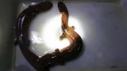 Der glitschige Riesensalamander 5