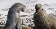 See-Elefant fordert den Spionage See-Elefant zum Kampf, Südgeorgien.