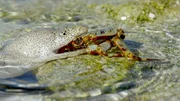 Um zu jagen, können Muränen auf den Marshallinseln sogar kurzzeitig das Wasser verlassen.