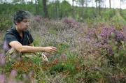 Yves-Marie Le Guen betreut ein ehrgeiziges Programm zur Renaturierung von 200 Hektar bretonischer Heidelandschaft. Durch selektive Rodungen wird wieder Platz für Torfmoore geschaffen.