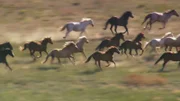 Neue Heimat für wilde Streuner – Das Black Hills Wild Horse Sanctuary in Hot Springs ist eine Auffangstation für Mustangs.