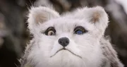 Spionage-Polarfuchs, Norwegen.