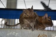 Kein Degu ist gern allein. Die Strauchratten sollten immer in Gruppen von 3 bis 5 Tieren gehalten werden.