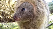 Baby Quokka schaut aus dem Bauch der Mutter, Rottnest Island - Australien.