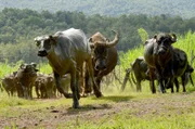 Wasserbüffel auf der Milchfarm Laos Buffalo Dairy ; Zur ARTE-Sendung ARTE 360° Reportage Laos - Futterblöcke und Büffel-Leasing Wasserbüffel auf der Milchfarm Laos Buffalo Dairy