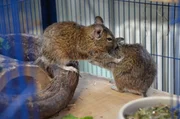 Die  Degu-Männchen Rudi und Karl suchen immer wieder den Kontakt untereinander.