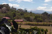 Das Klima der Hochebenen und die fruchtbaren Böden der Vulkanhänge verhalfen Costa Rica zu einem seiner größten Schätze: dem Kaffee.