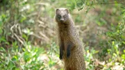 Das Ichneumon ist mit dem Erdmännchen verwandt. Bei Gefahr stellt es sich auf die Hinterpfoten und beobachtet die Umgebung.