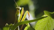 Bei Gottesanbeterinnen-Weibchen geht Liebe durch den Magen. Sie verspeisen die Männchen während sie sich mit ihnen paaren.