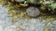 Der glitschige Riesensalamander 2;