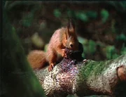 Eichhörnchen.