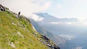 Hoch über dem Aletschgletscher ist noch keines der 900 Schafe zu sehen, die André Summermatter in drei Tagen sicher auf die Belalp bringen soll.