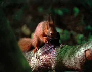 Das Eichhörnchen wird bald aus den britischen Wäldern und Parkanlagen verschwunden sein.