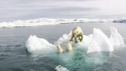 Eisbärenmutter mit Jungtieren auf einer Eisscholle Eisbärenmutter mit Jungtieren auf einer Eisscholle