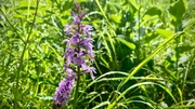 Heimische Orchidee, Hohe Tauern.