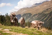 Nassereinalm, Hirte Matthias.