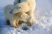 Eisbärenmutter mit Jungtier auf dem Eis Eisbärenmutter mit Jungtier auf dem Eis