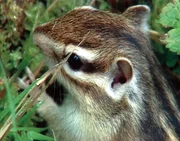 Das nordamerikanische Grauhörnchen wurde in England ausgesetzt und verdrängt nun dort das heimische Eichhörchen.