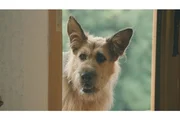 Racko (Chewakka) - Diesem Blick kann niemand widerstehen.