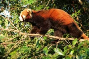 Pu'er Sun River National Park, Yunnan - Roter Panda auf einem Ast. Rote Pandas verbringen viel Zeit damit, die Bäume zu durchqueren, wo sie nach ihrer Lieblingsspeise Bambus suchen.