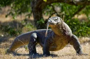 Ausgewachsene Komodowarane können über 70 Kilogramm schwer werden.