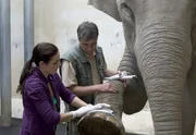 Susanne Mertens (Elisabeth Lanz) untersucht gemeinsam mit Tierpfleger Lutz (Michael Tempelhof) den entzündeten Fuß der alten Elefantendame Don Chung. Dem Tier geht es trotz einer Behandlung mit Antibiotika nicht besser. Sie wiegt zuviel und bewegt sich zu wenig. Susanne Mertens (Elisabeth Lanz) untersucht gemeinsam mit Tierpfleger Lutz (Michael Tempelhof) den entzündeten Fuß der alten Elefantendame Don Chung. Dem Tier geht es trotz einer Behandlung mit Antibiotika nicht besser. Sie wiegt zuviel und bewegt sich zu wenig.