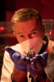 Helden der Medizingeschichte: Labormäusen verdanken viele Menschen ihr Leben. Ohne sie gäbe es unzählige Medikamente nicht. Tierversuche sind umstritten, doch wo sie heute noch unverzichtbar sind, sollte man es den Nagern so angenehm wie möglich machen. Dirk Steffens besucht eine Forscherin, die sich für das Wohlergehen von Versuchstieren einsetzt. Helden der Medizingeschichte: Labormäusen verdanken viele Menschen ihr Leben. Ohne sie gäbe es unzählige Medikamente nicht. Tierversuche sind umstritten, doch wo sie heute noch unverzichtbar sind, sollte man es den Nagern so angenehm wie möglich machen. Dirk Steffens besucht eine Forscherin, die sich für das Wohlergehen von Versuchstieren einsetzt.