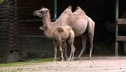Das Kamelbaby sieht schlapp aus.
